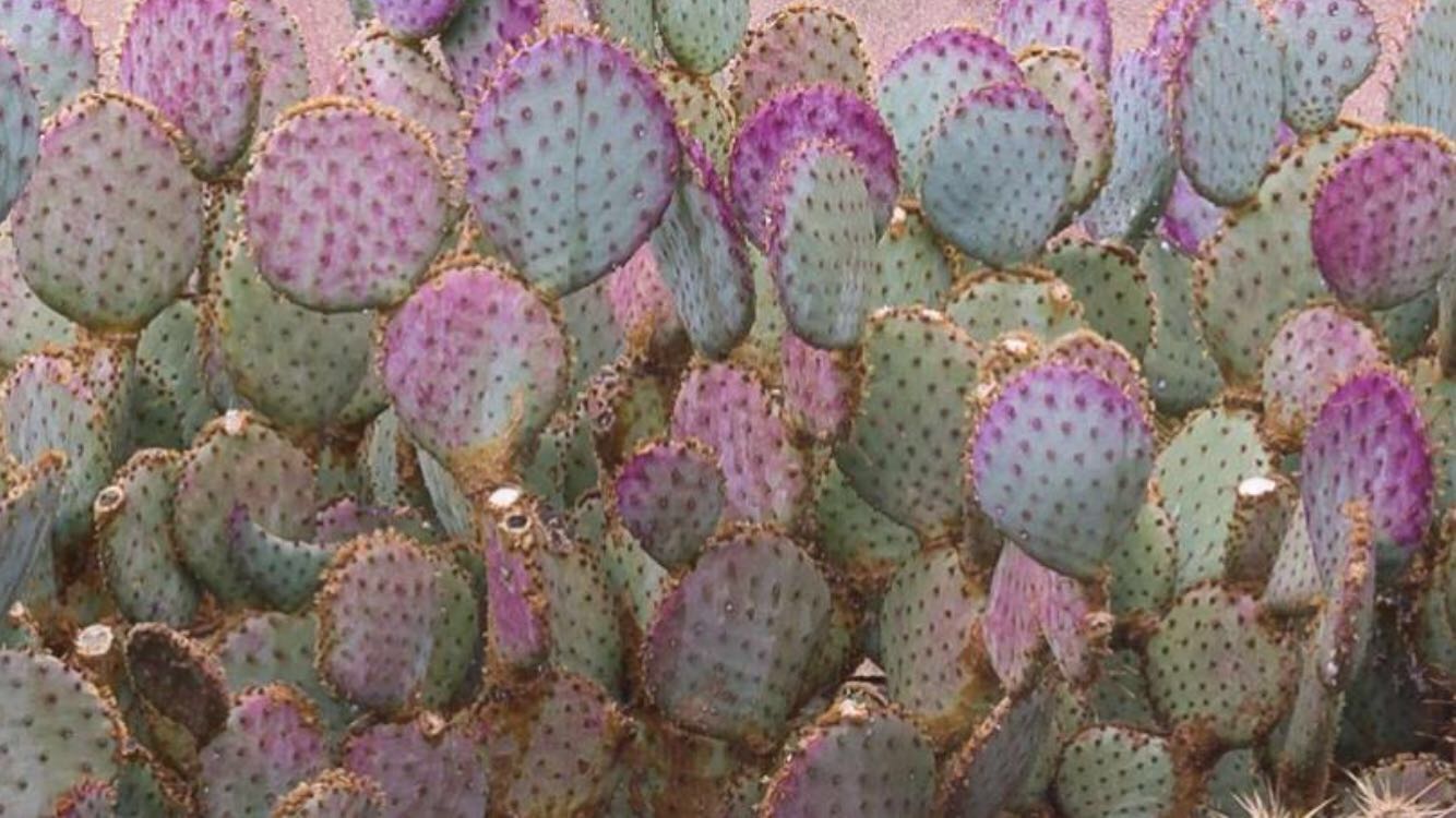 OPUNTIA VENDITA